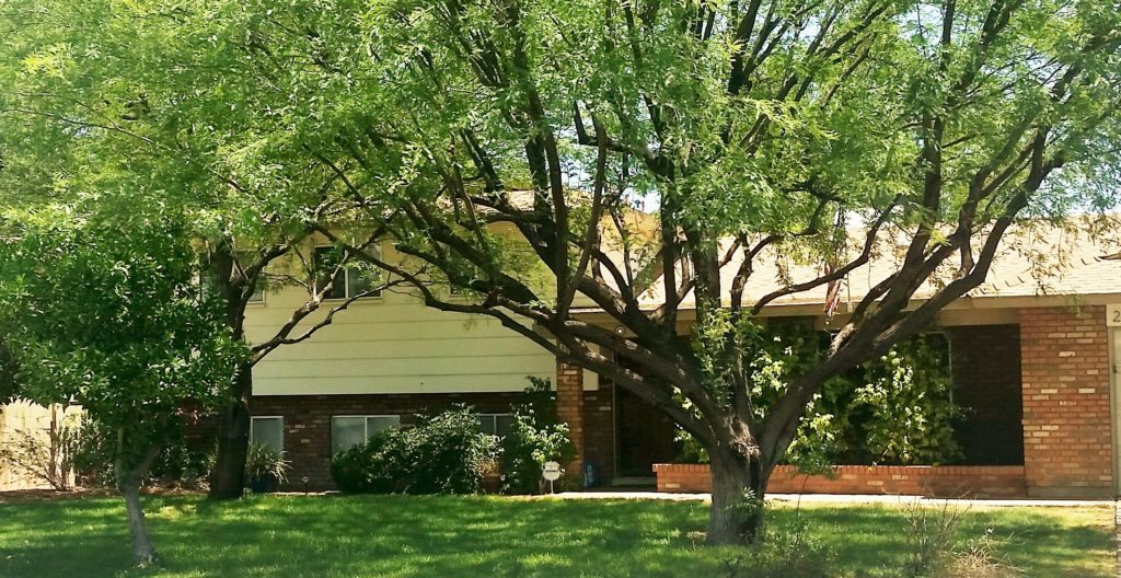 Dobson Ranch Beauty Property Masters